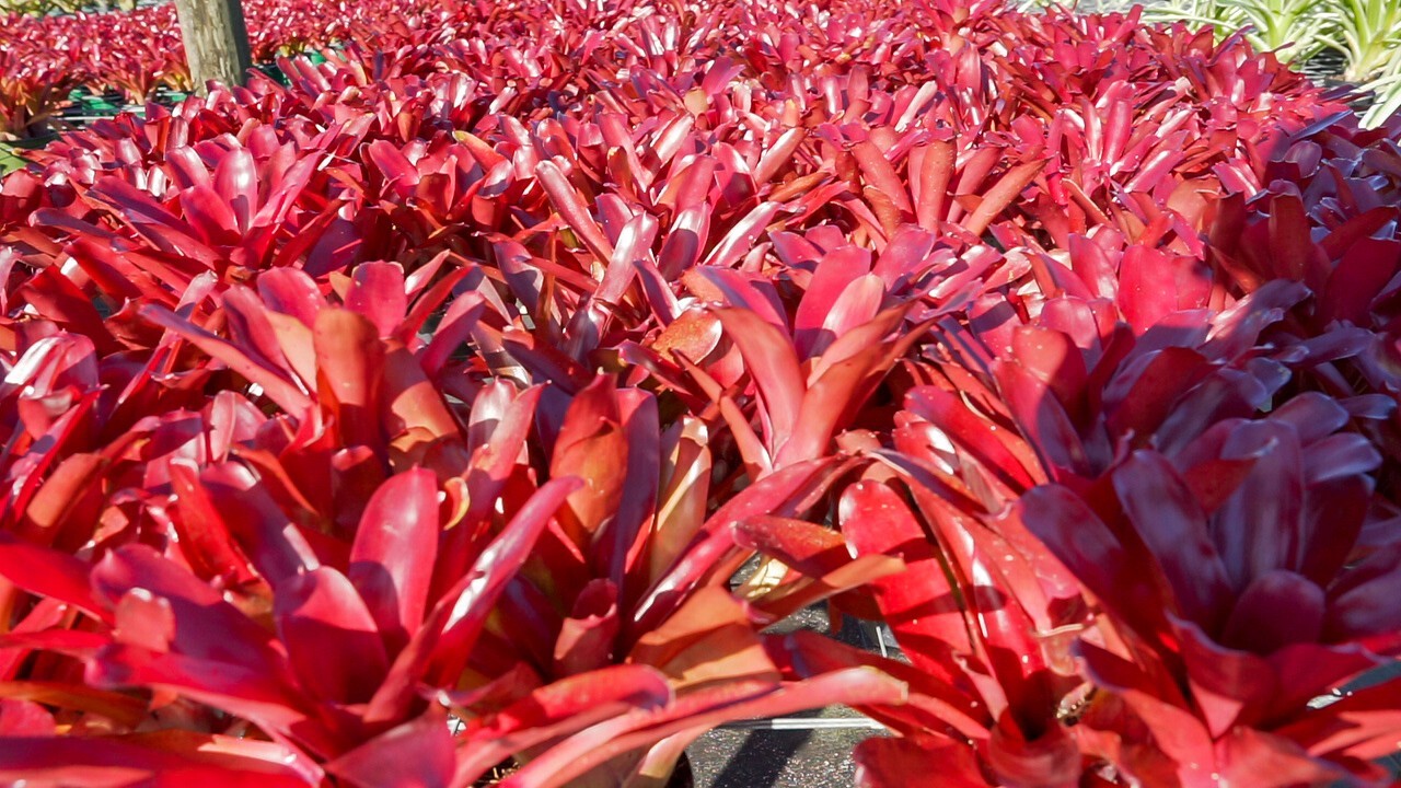 Neoregelia Fireball 6″ pot