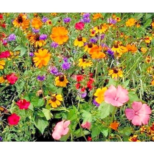 2001+DEER PROOF Native Wildflower Mix 15 Different Flowering Annual Perennial