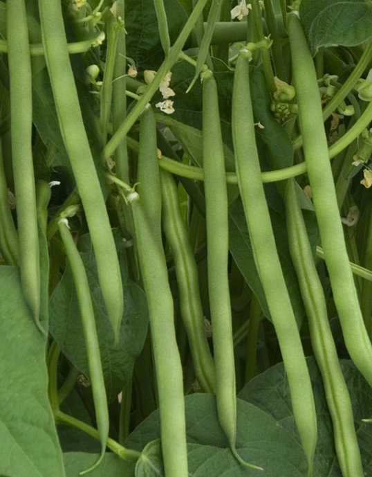 Contender Green Garden Bean 50+ Seeds Garden Green Beans