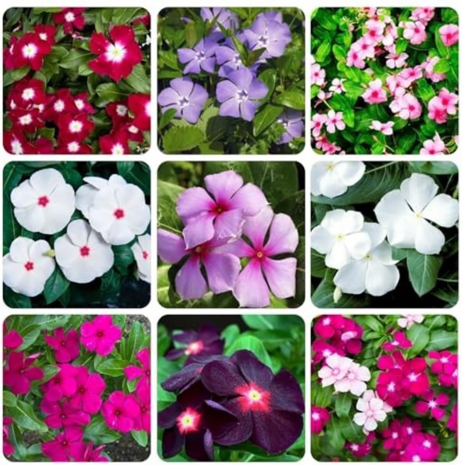1100+ Perennial Vinca Periwinkle Flower Seed for Planting Outdoor-Non-GMO Hei…