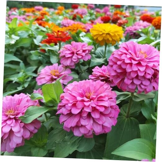 for 2026, California Giant Bulk, 10,000+ Double Dahlia Medium Pack Zinnia Seeds