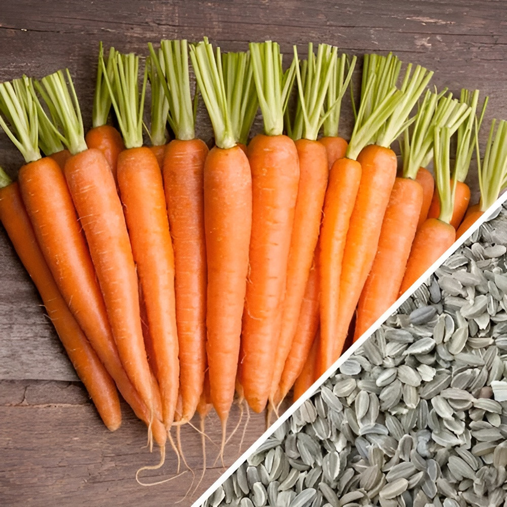 400 Heirloom Scarlet Nantes Carrot Seeds – Organic NonGMO Sweet High Yield Large