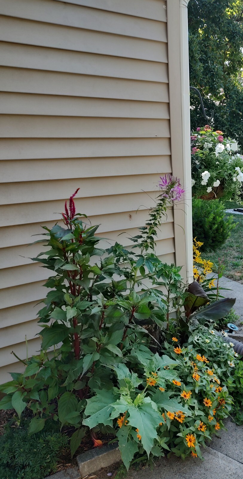 Celosia Tall Fuschia : 25x seeds 🌱