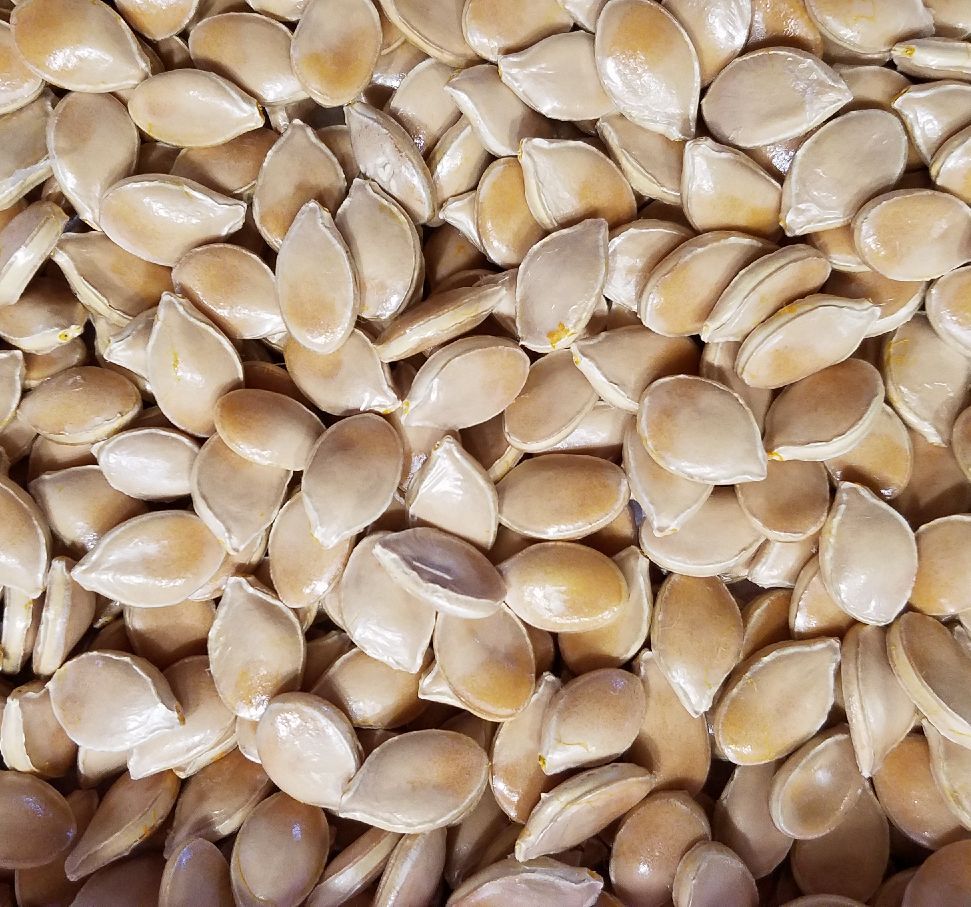 20 Seeds, Pink Banana Squash Seeds E168, Giant Fall & Winter Vegetable