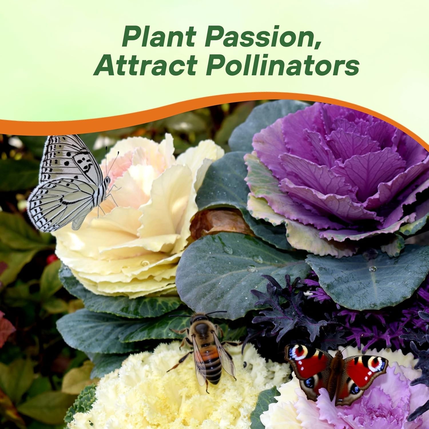 2000 Seeds Ornamental Cabbage Seeds For Planting – Ornamental Brassica Flower