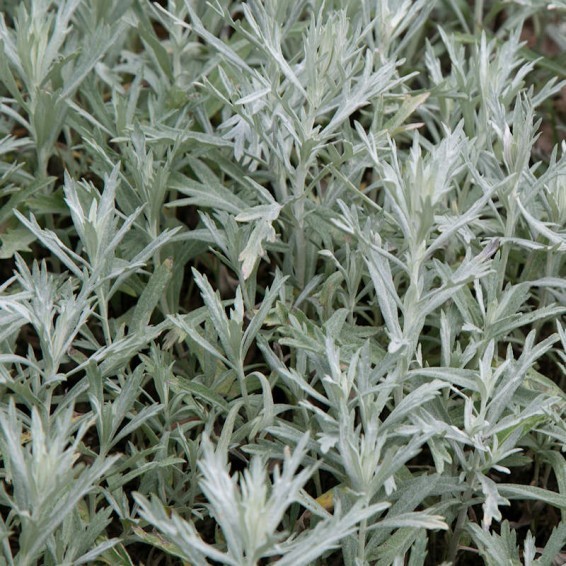 Prairie Sage Seeds. 200 Seeds. Medicinal, Great for Smudging. Free Shipping!