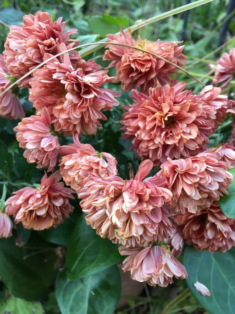 PINK Chrysanthemum Flowers 250 PINK Mum Seeds USA Seller Grown