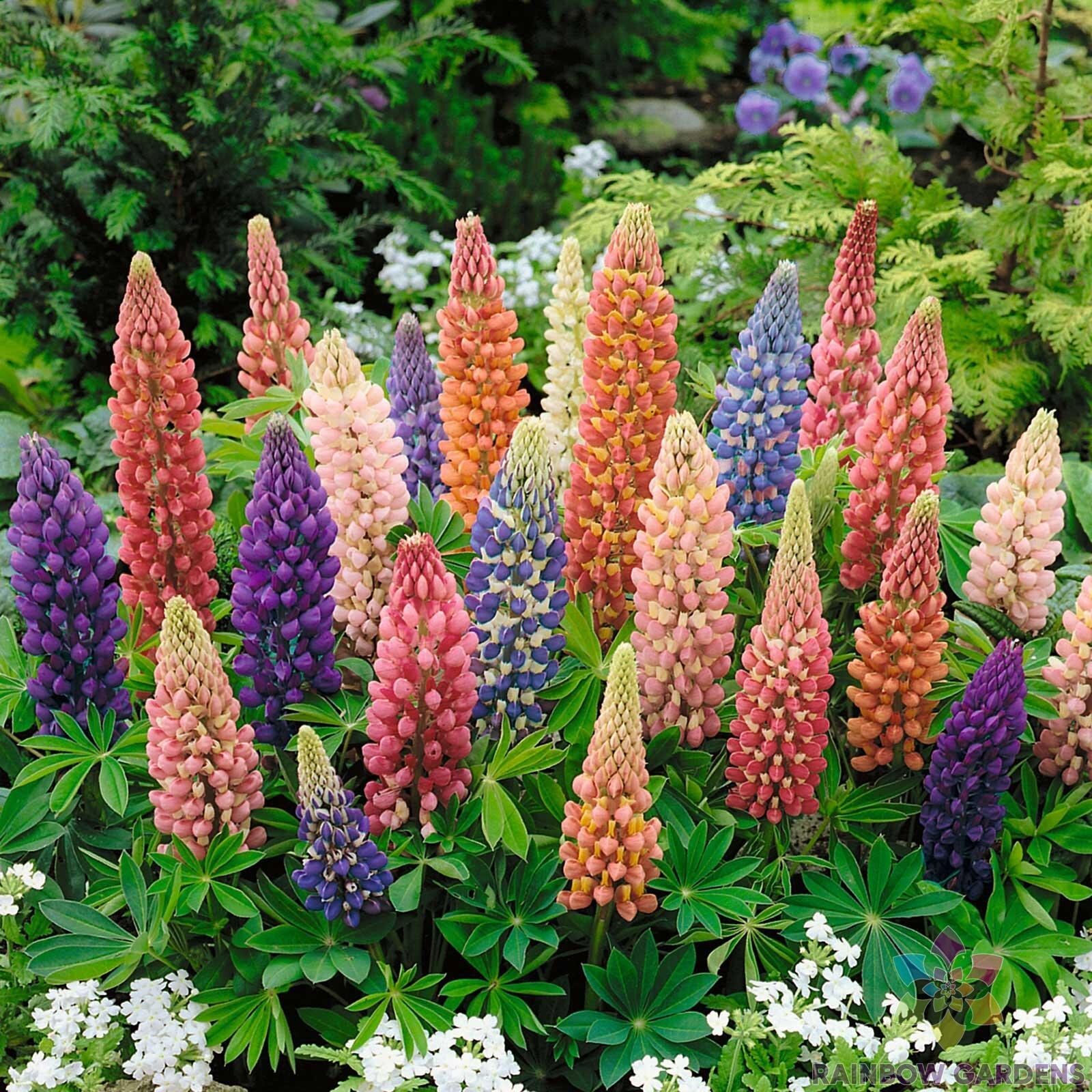 25+ Minarette Dwarf Mix Lupine Seeds for Garden Planting – USA – FREE SHIPPING!
