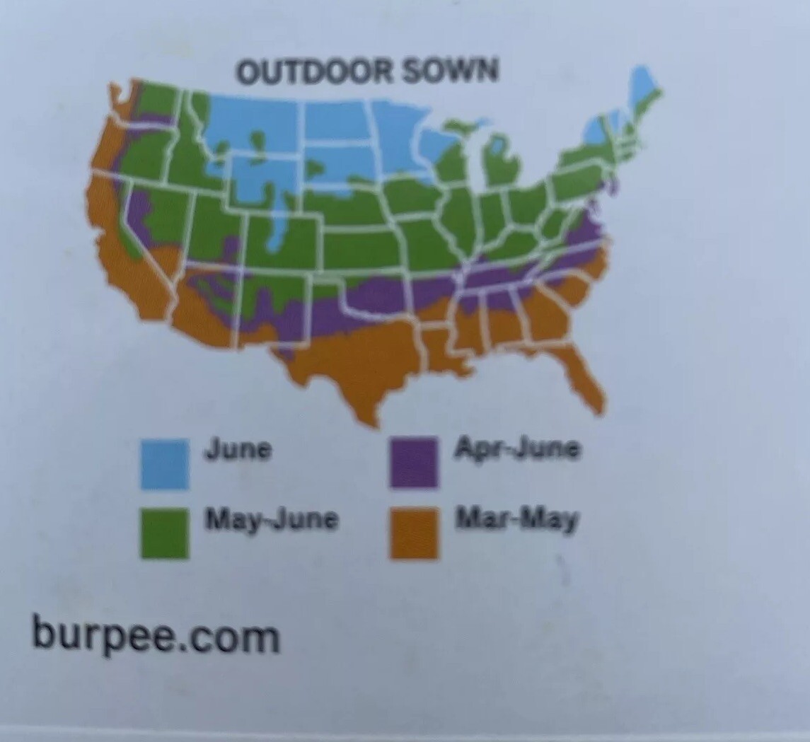 BURPEE – ZINNIA BURPEE’S BIG TETRA MIXED COLORS