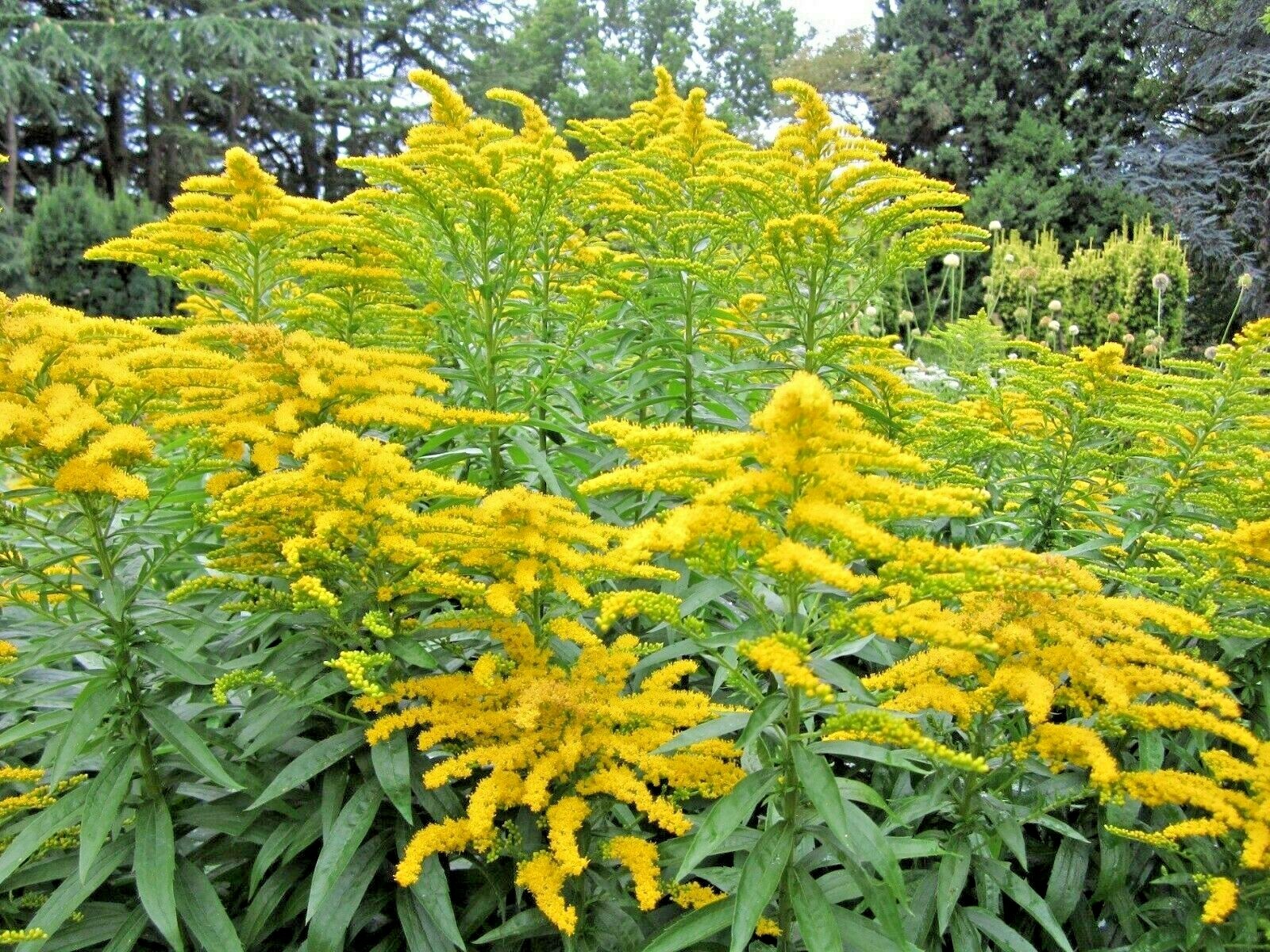 101+SHOWY GOLDENROD Seeds Perennial Native Wildflower Pollinators Autumn Flowers