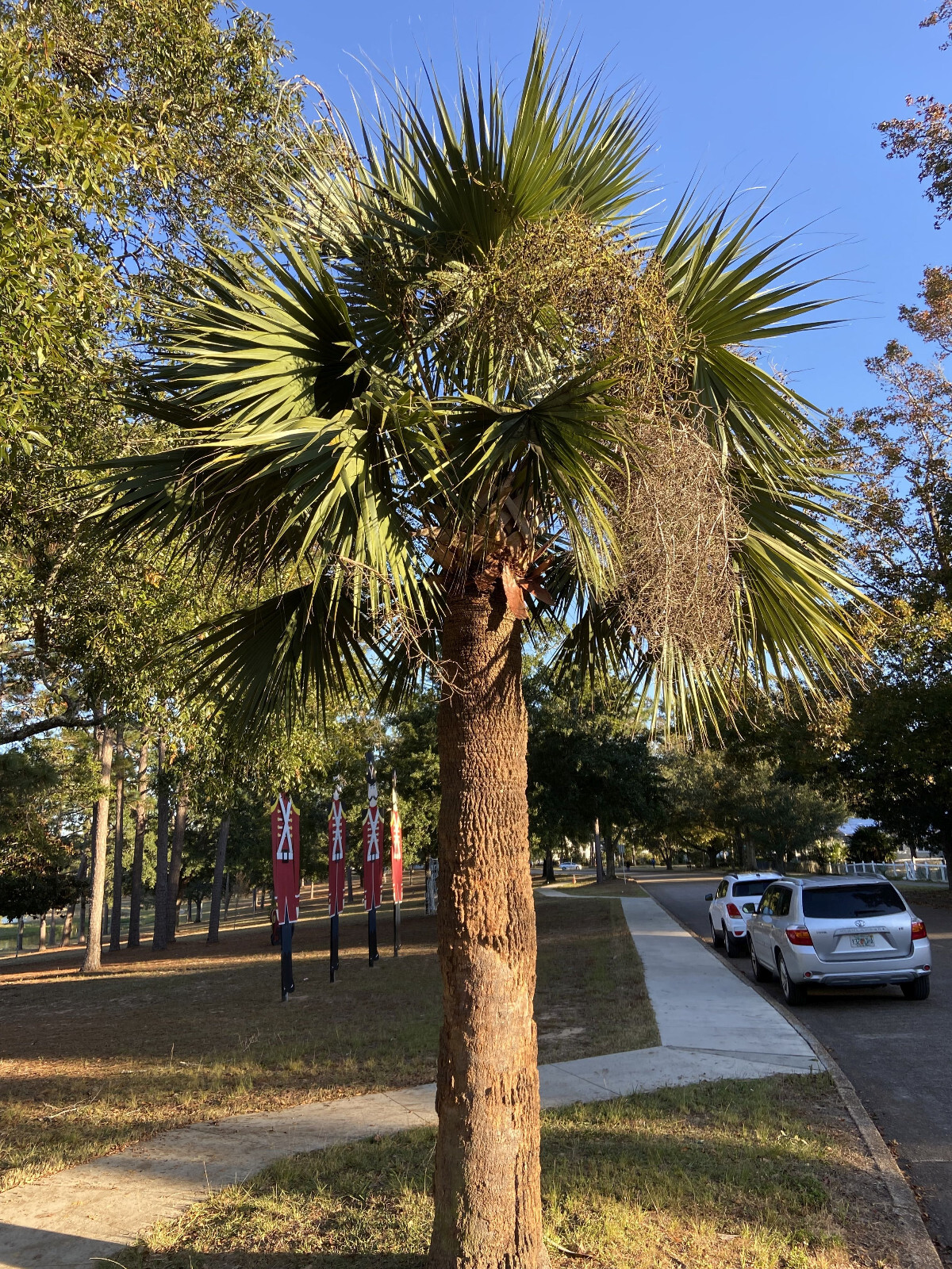 Sabal sp. ‘DeFuniak Springs’ Seeds – An Unusual, Unidentified Sabal Palm