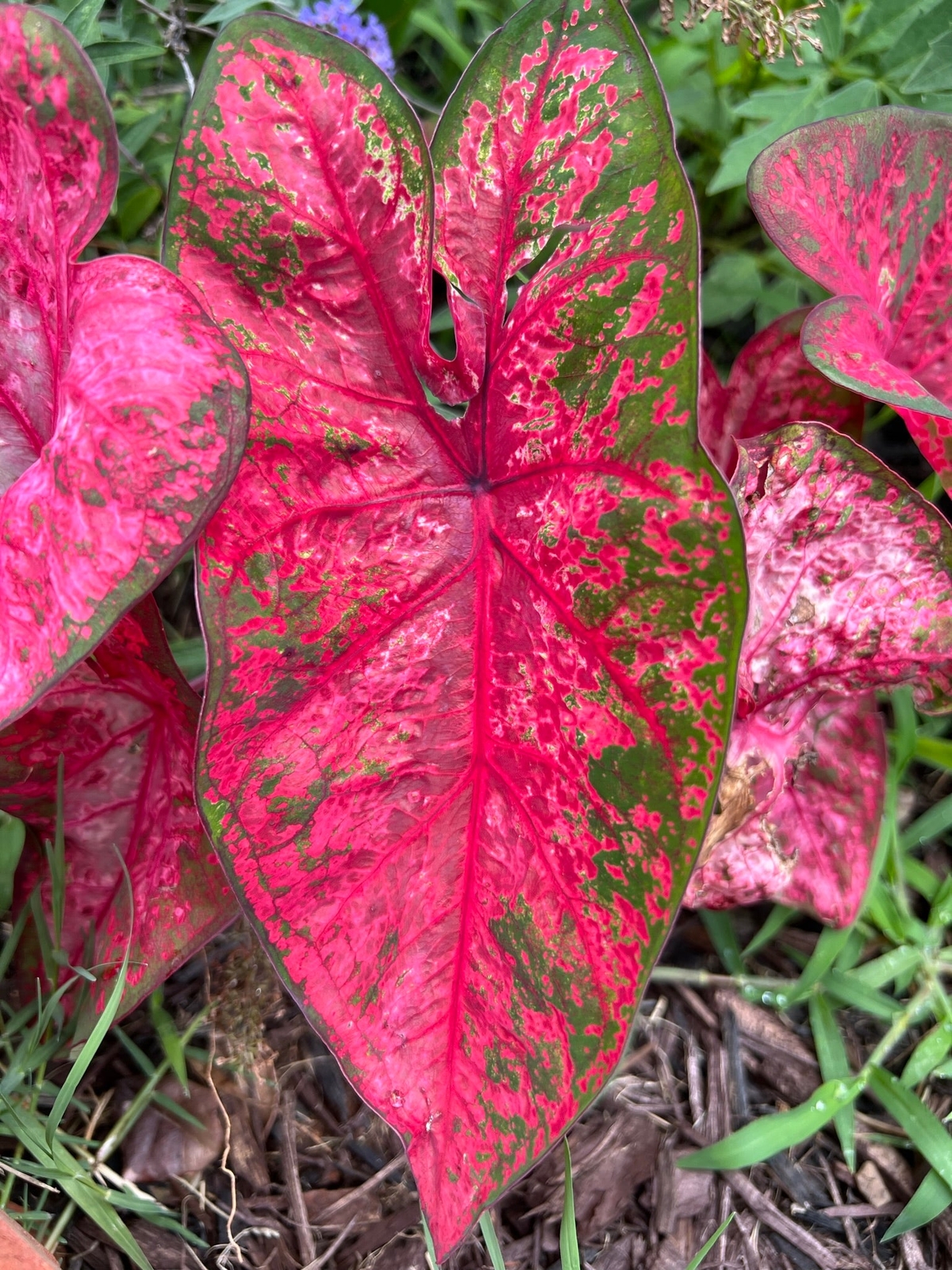 ‘Lava Glow’ Caladium – Fiery Red Splendor (2 Bulbs)n *PREORDER Spring 2026*