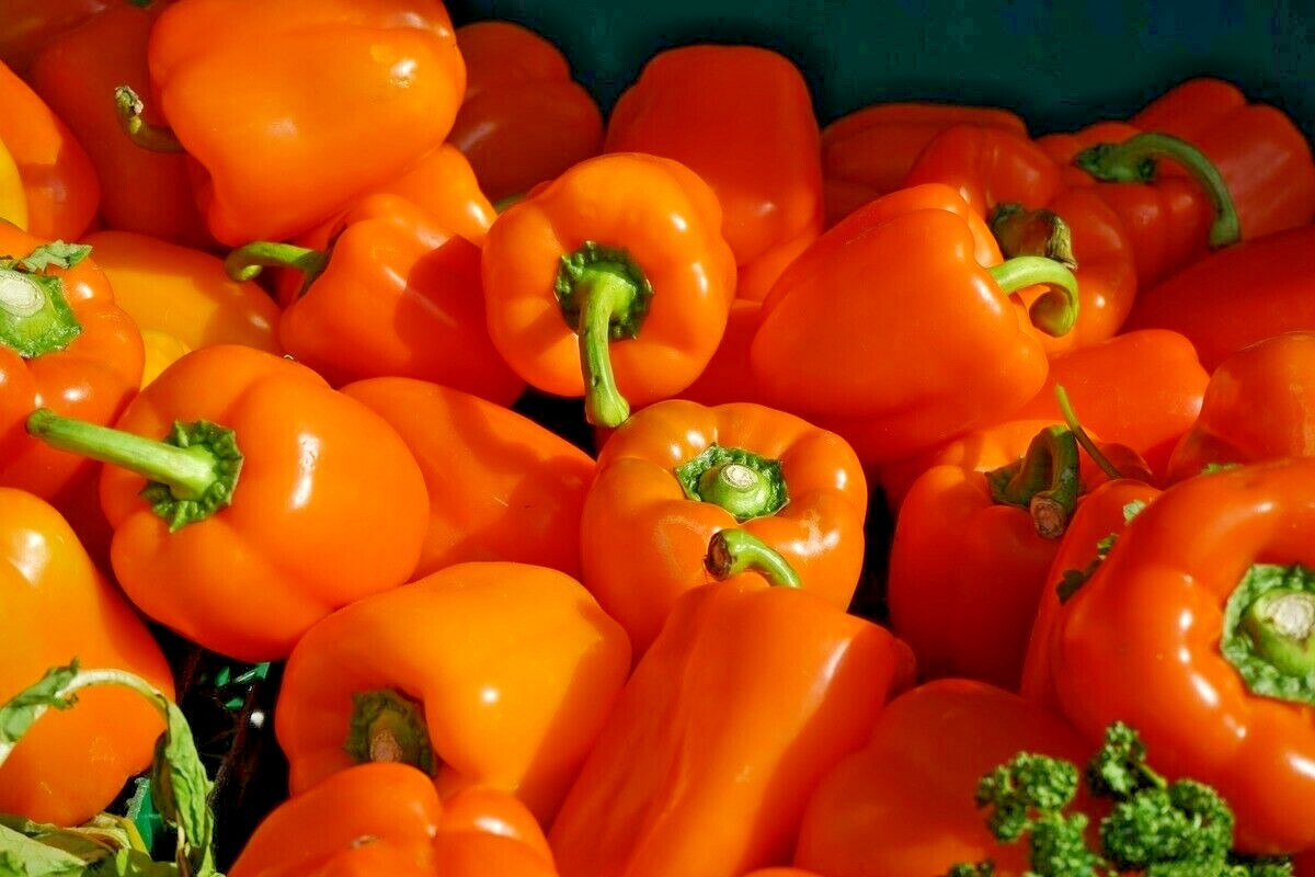 50+ORANGE Sun Sweet BELL PEPPER Seeds Organic Vegetable Garden Patio Container