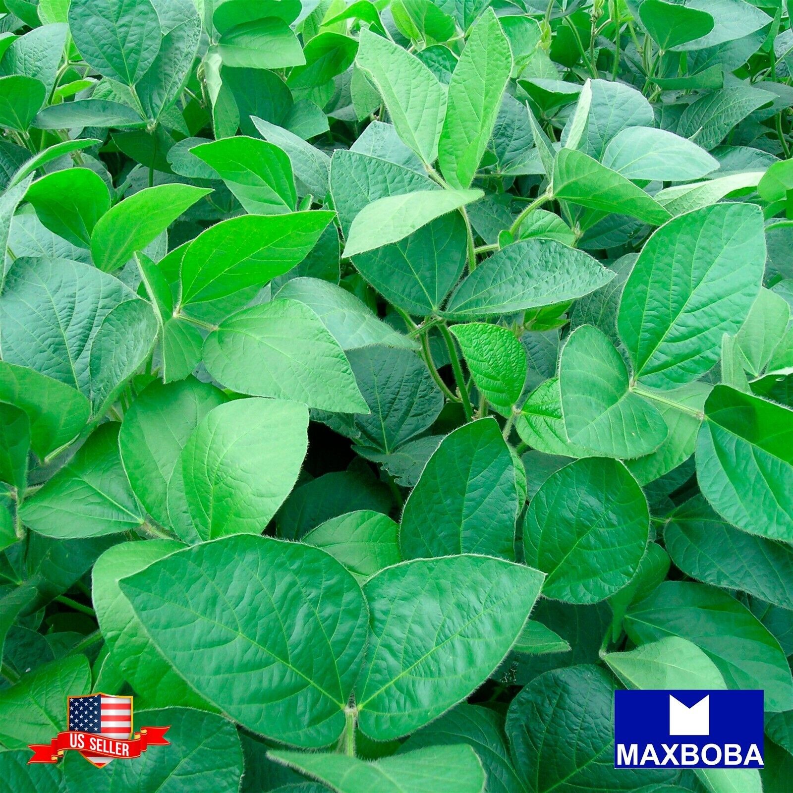 50 New Zealand Spinach Seeds Non-GMO Vegetable Garden BTGO 75% OFF