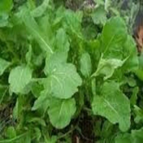 Arugula Italian Cress Rocket Heirloom Vegetable By Seed Kingdom 1/4 Lb Seeds