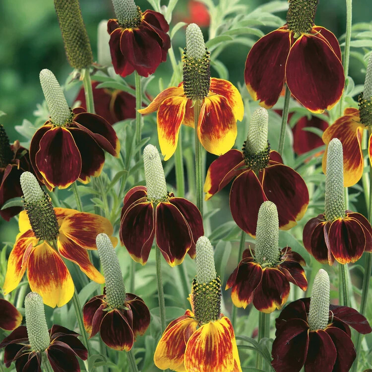 200 Mexican Hat Seeds. Organic. USA Seeds. Ships free