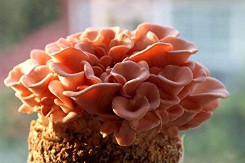 Pink Oyster Mushroom Liquid Cultures for Home Growing and Farming