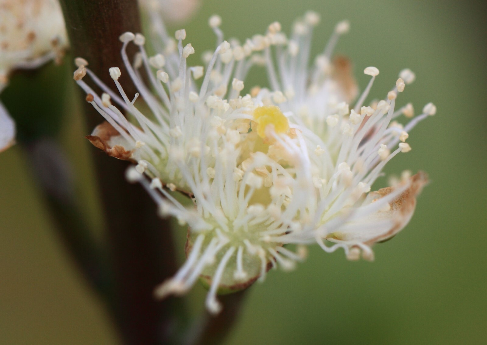 10 Seeds Psidium guajava Pear Guava Ornamental Tropical Overstock sale