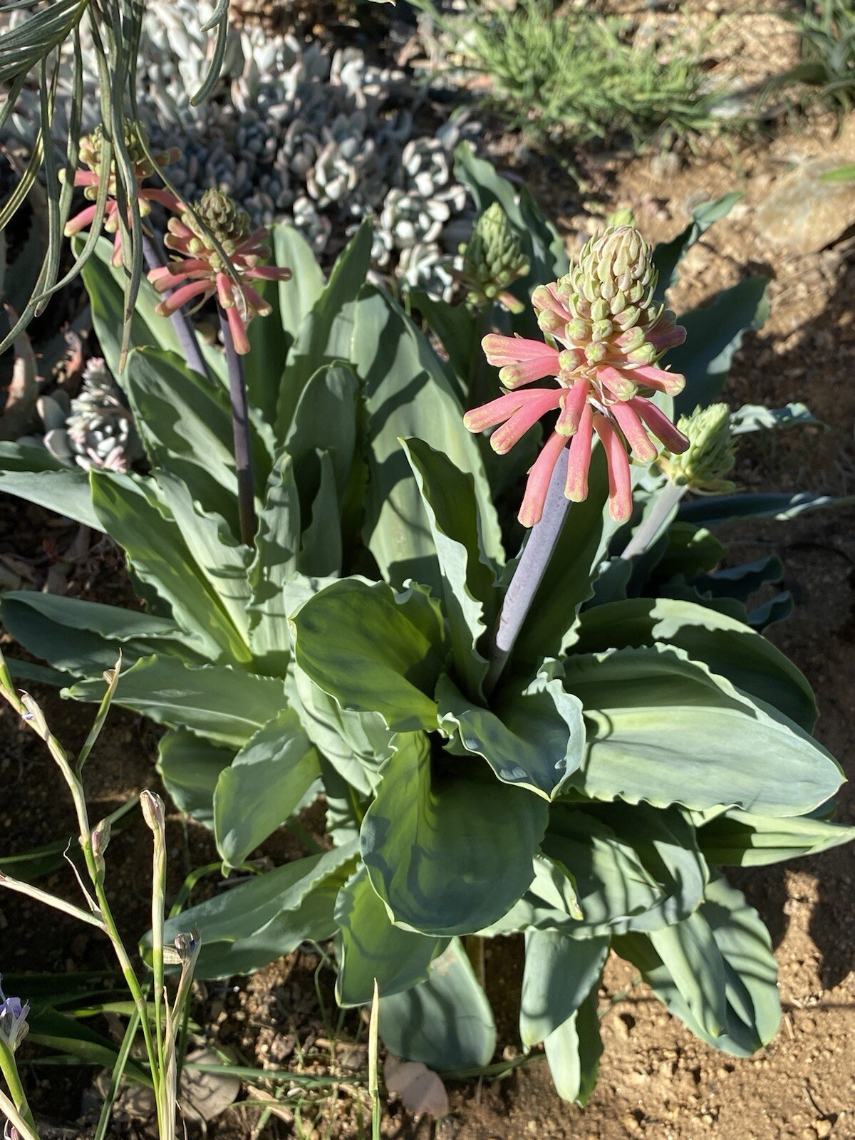 Velthemia Capensis very rare 8 fresh 2024 harvested seeds Winter/spring Flowers