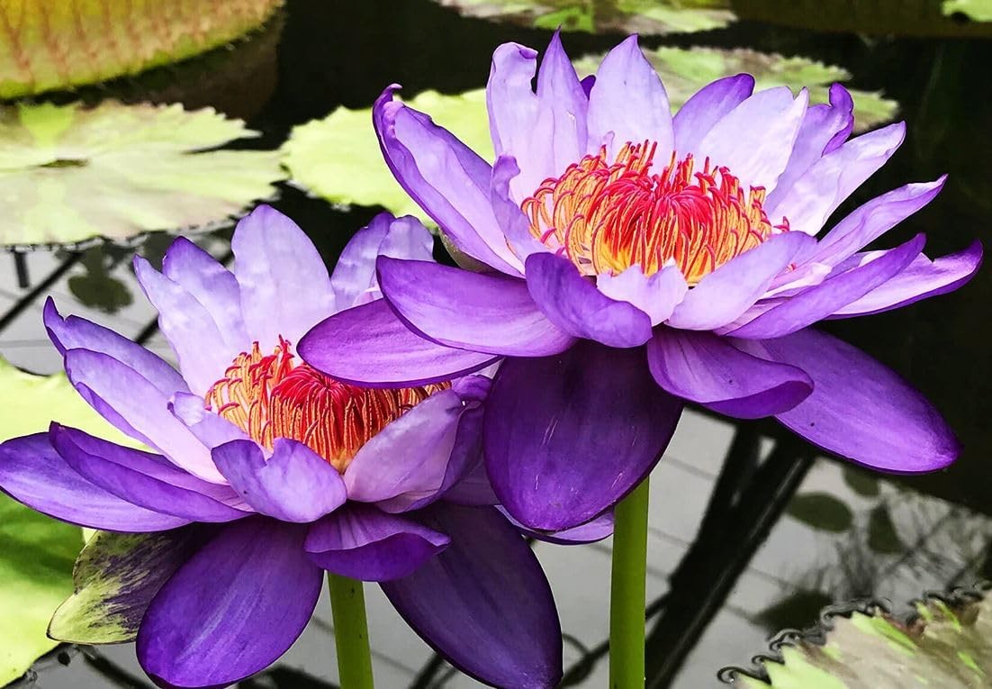 30 PCS Bowl Lotus Seeds Bonsai Lotus Seeds for Planting Water Lily Pink Purple R