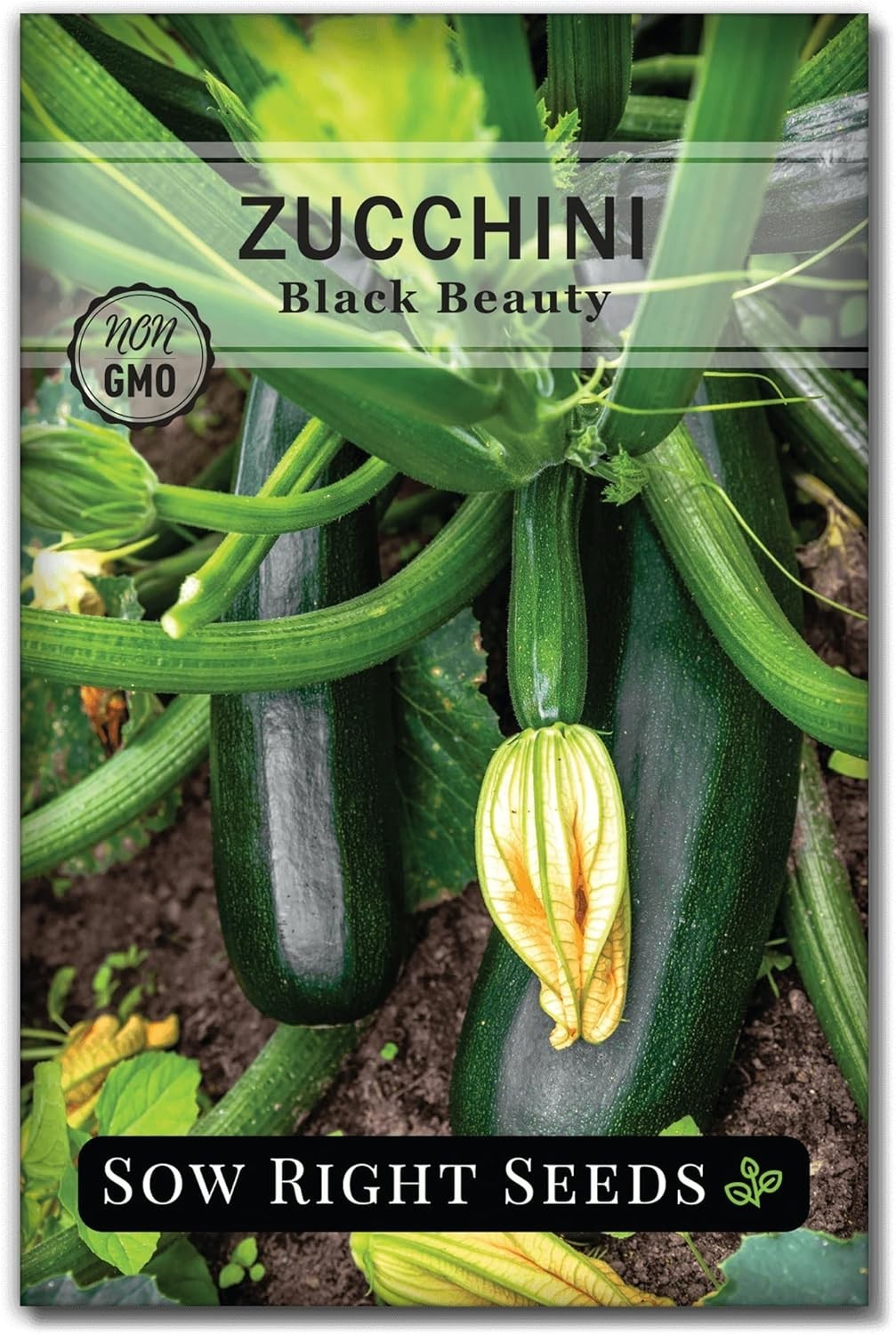 Non-GMO Black Beauty Zucchini Seeds – Heirloom Garden Pack for Container Growers