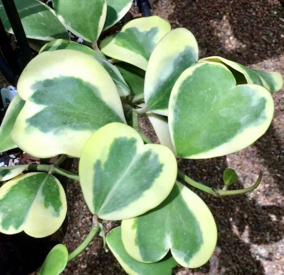 Hoya Kerrii Variegata Seeds~Sweetheart~Lucky ~Heart~Succulents~Valentine’s Day