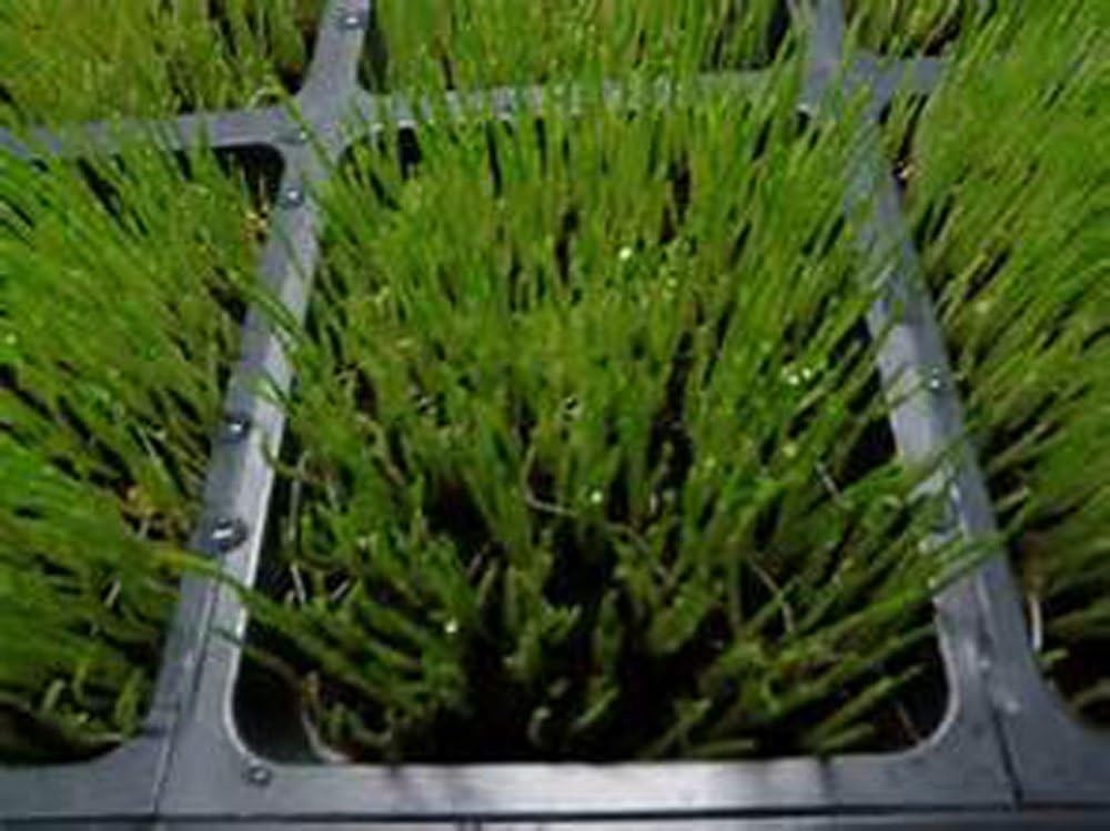 Non-GMO Hard Red Wheatgrass Microgreens Seeds – 4oz for Sprouting & Gardening