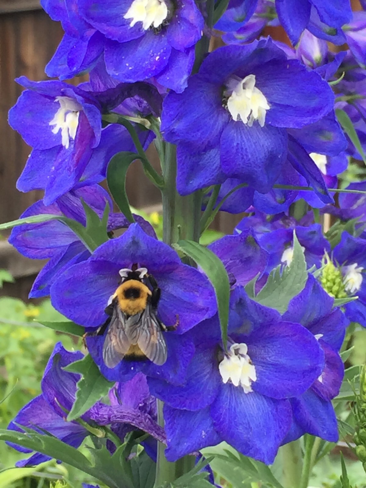 300 seeds DELPHINIUM KING ARTHUR ROYAL BLUE Tall perennial +gift