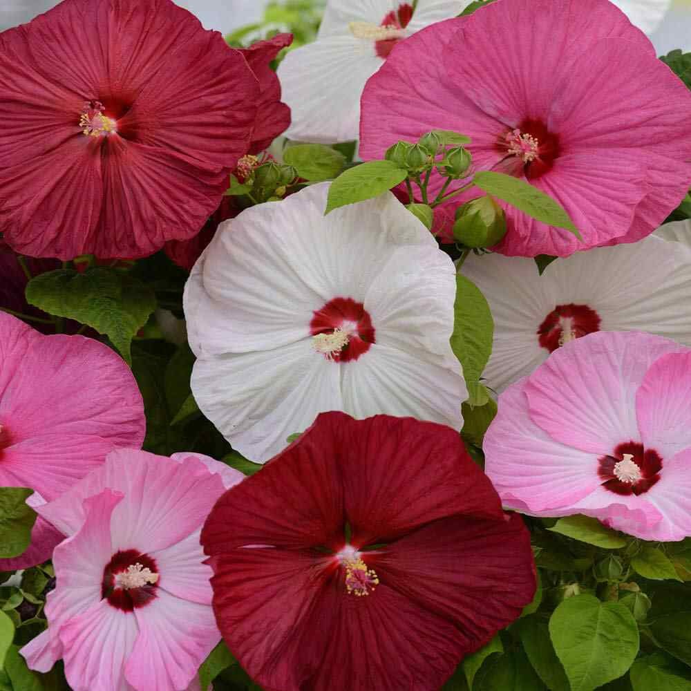 10 Seeds Hibiscus Luna Perennial Flower Seed Mix