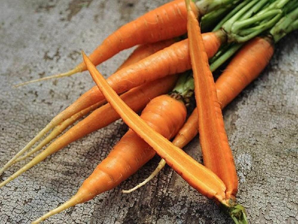 Carrot Seeds- Danvers 126,”COOL BEANS N SPROUTS” Brand. Home Gardening.