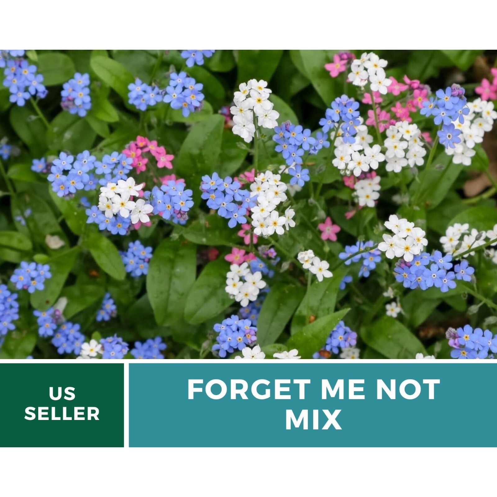 Forget-Me-Not, Mixed Colors seeds – Heirloom Flower (Myosotis spp.)