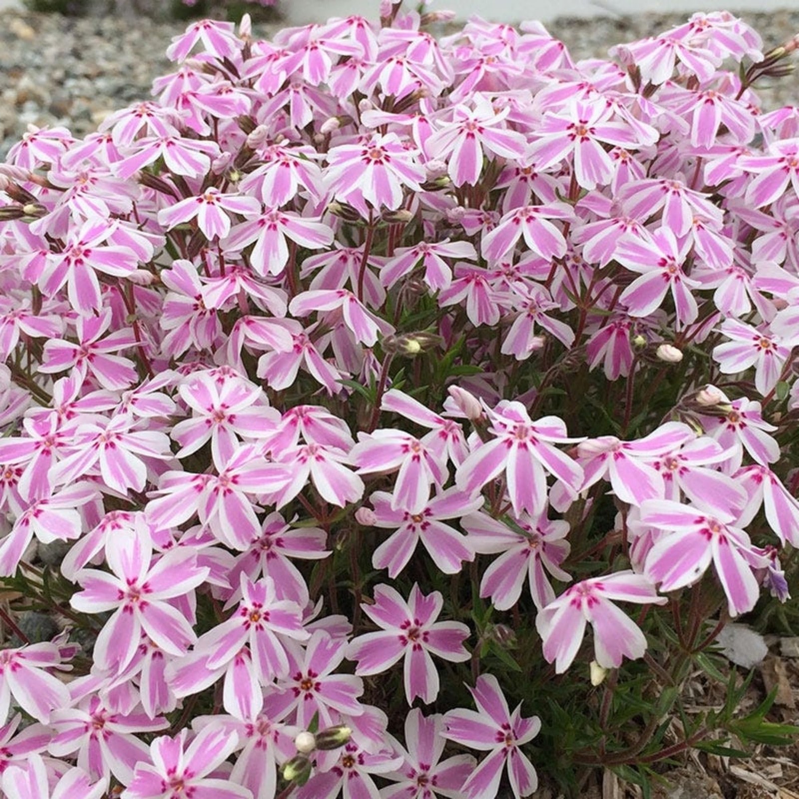 1200+ Creeping Phlox Seeds for Planting – Annual Phlox Seeds Perennial Ground…