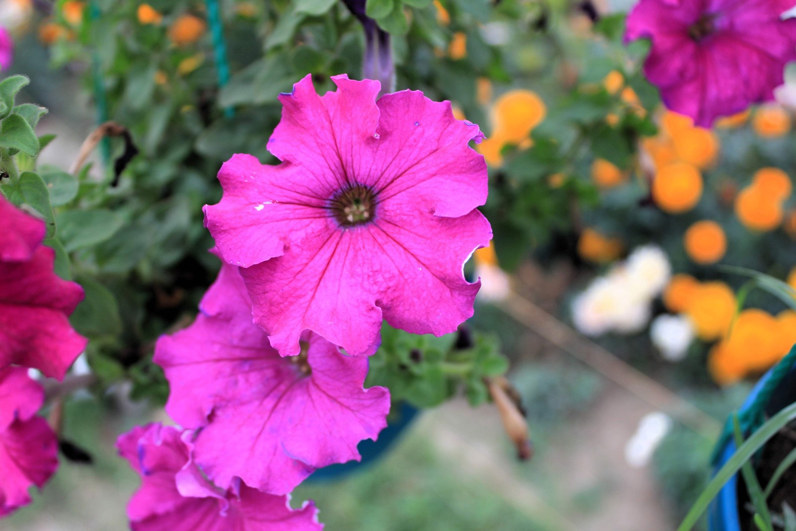 200 PINK LAURA BUSH PETUNIA Violacea Perennial Frilled Trumpet Flower Seeds