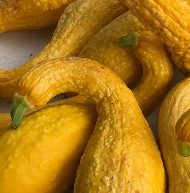 Bumpy Crookneck Squash 10 Seeds Organic Non GMO