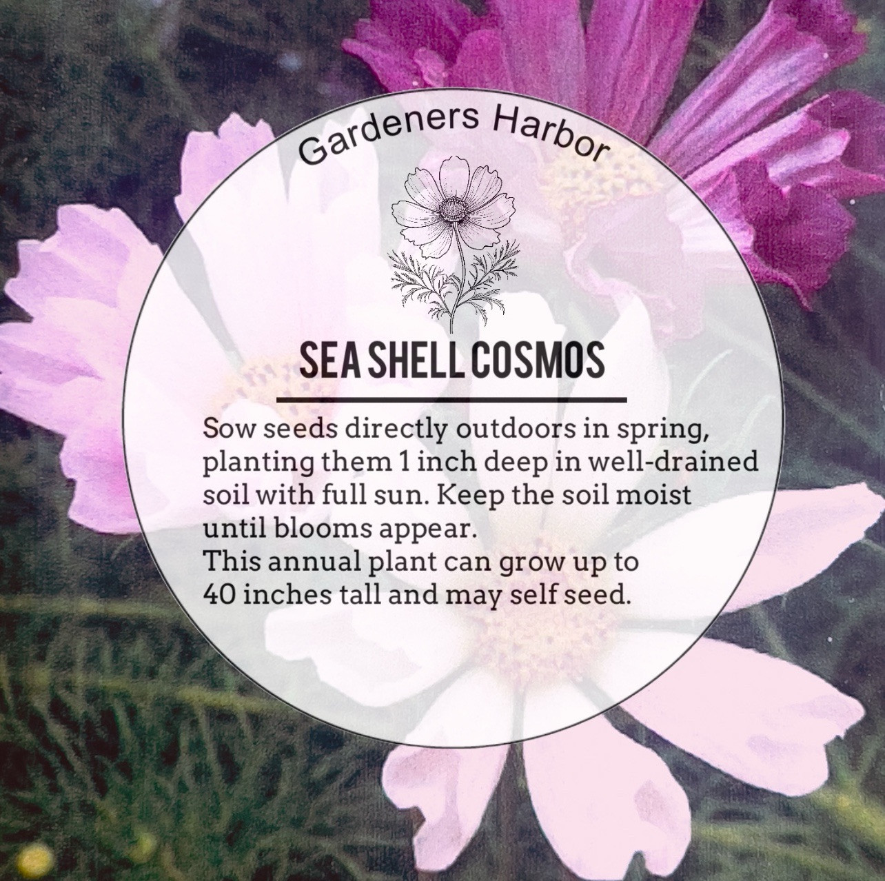 200 + Cosmos Seashell Seeds / Bipinnatus / Flower Seeds / Fresh USA Seeds