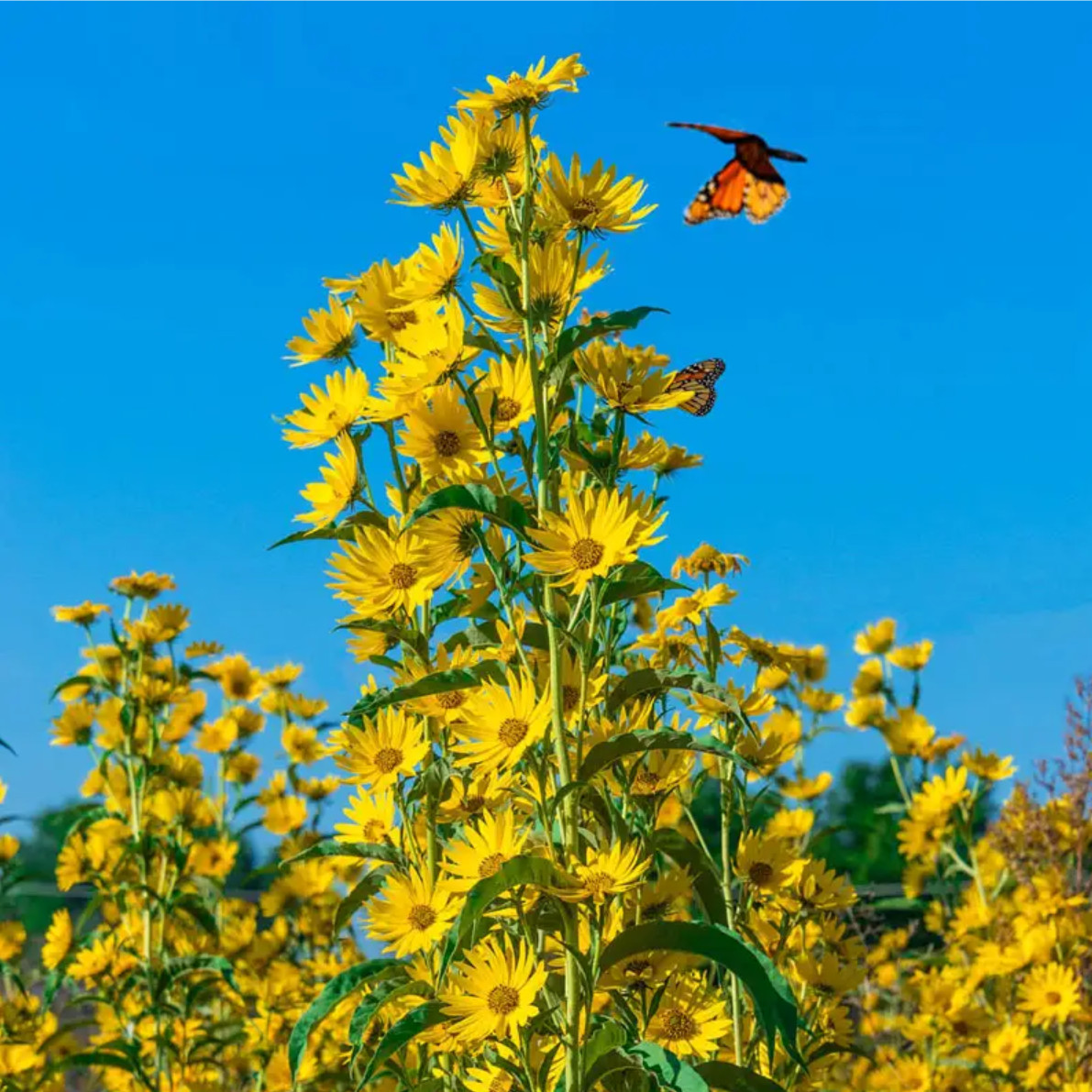 300+ Maximilian Sunflower Flower Seeds | Perennial Flowers Non-GMO Garden Seeds