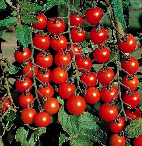 Super Sweet 100 Cherry Tomato: 10 Seeds