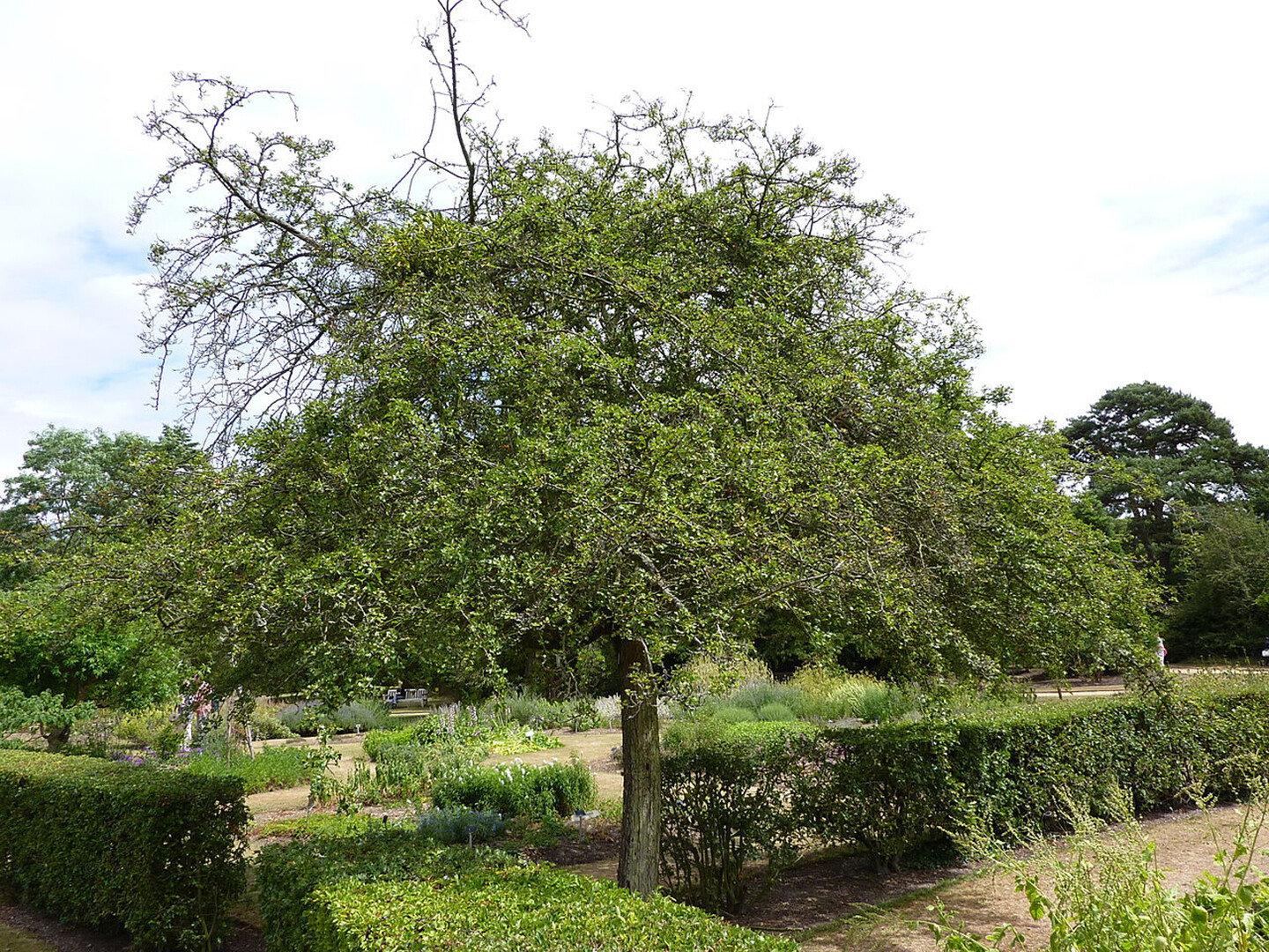 English Hawthorn, Crataegus laevigata, Tree Seeds (Edible, Hardy, Showy)