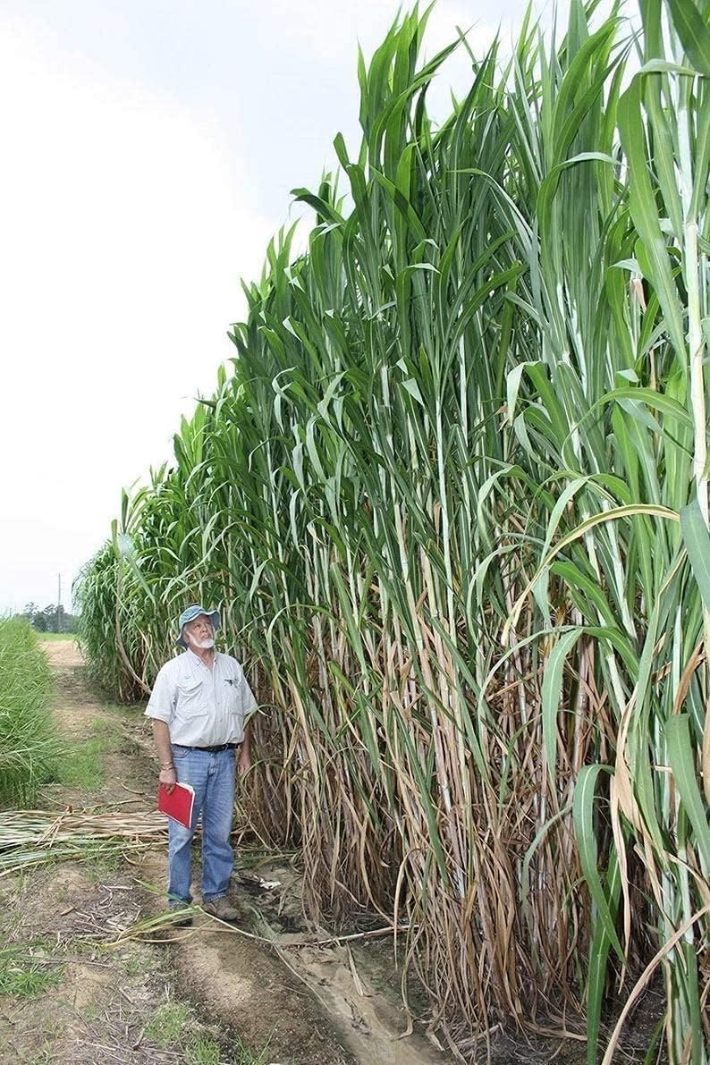 5,000 Elephant Grass Seeds – Fast-Growing 10-15 Ft Privacy Barrier Solution