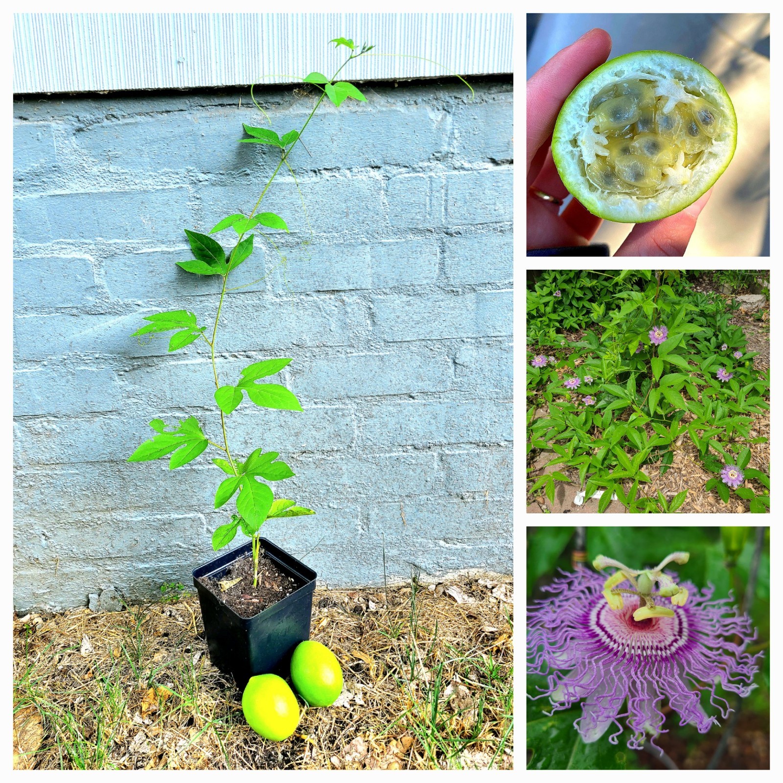 Maypop Passion Fruit Live Plant * Cold Hardy Passiflora Incarnata * In Pot