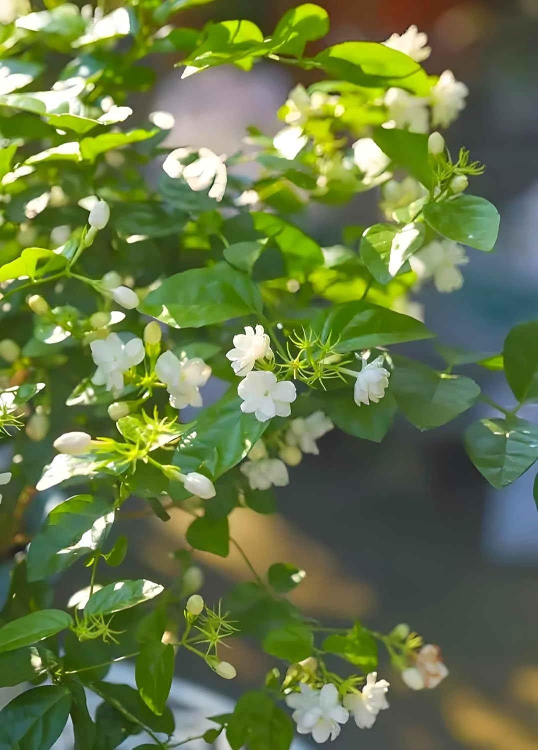50 Pcs Heirloom Jasmin Seeds for Fragrant Indoor/Outdoor Garden Elegance