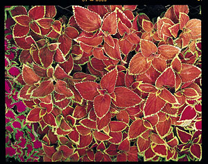 Coleus Fairway Orange 1,000 seeds