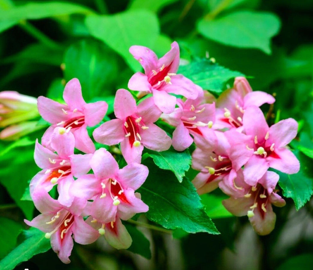 300 Weigela Seeds,Reblooming Shrub Rare Rose Variety Old Fashioned Rose Weigela