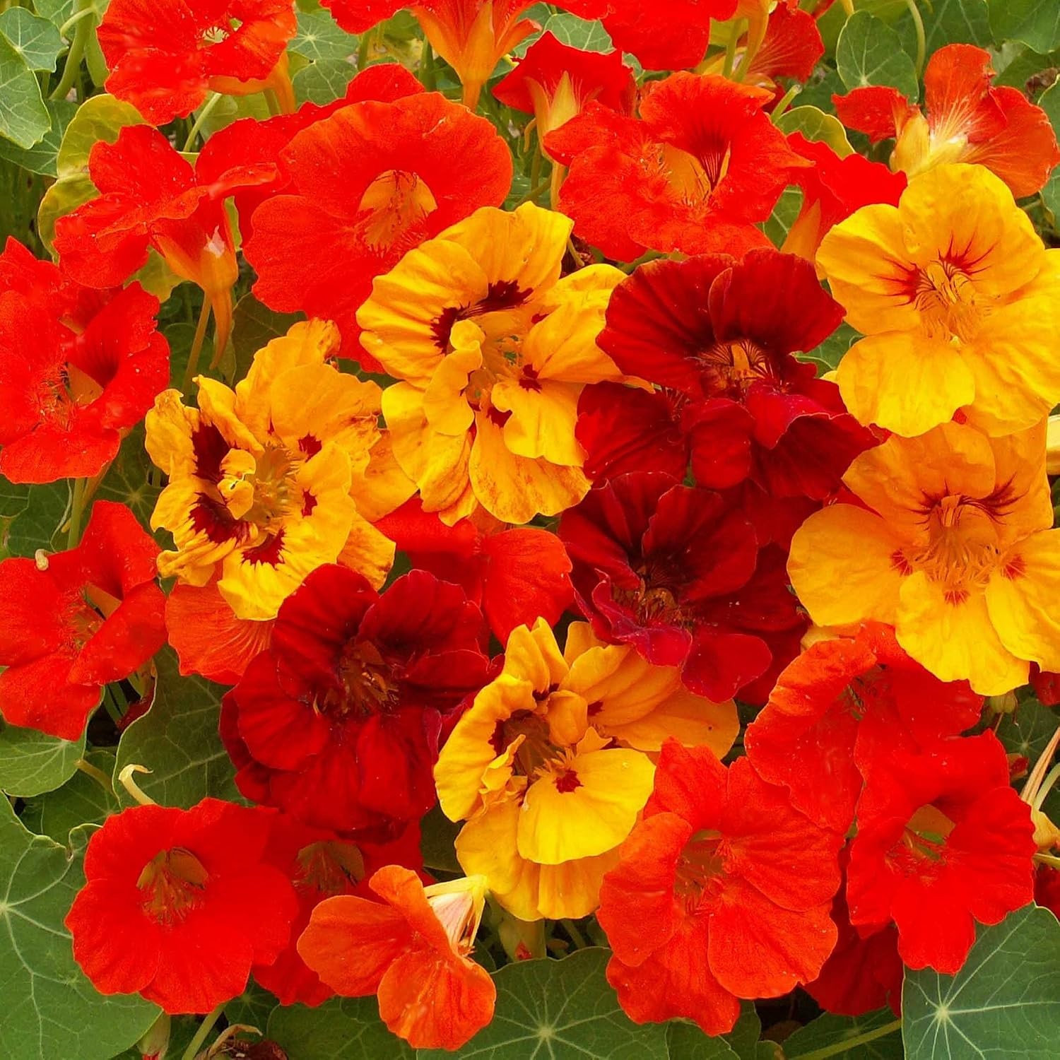 Jewel Mix Nasturtium Seeds – 1 lb. Annual, Easy to Grow & Versatile, Flower Seed