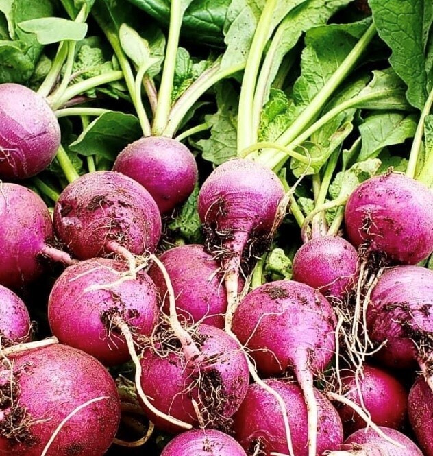Rainbow Radish Collection | Seeds