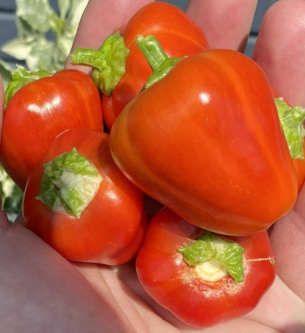 Variegated Baby Bell Pepper Premium Seed Packet