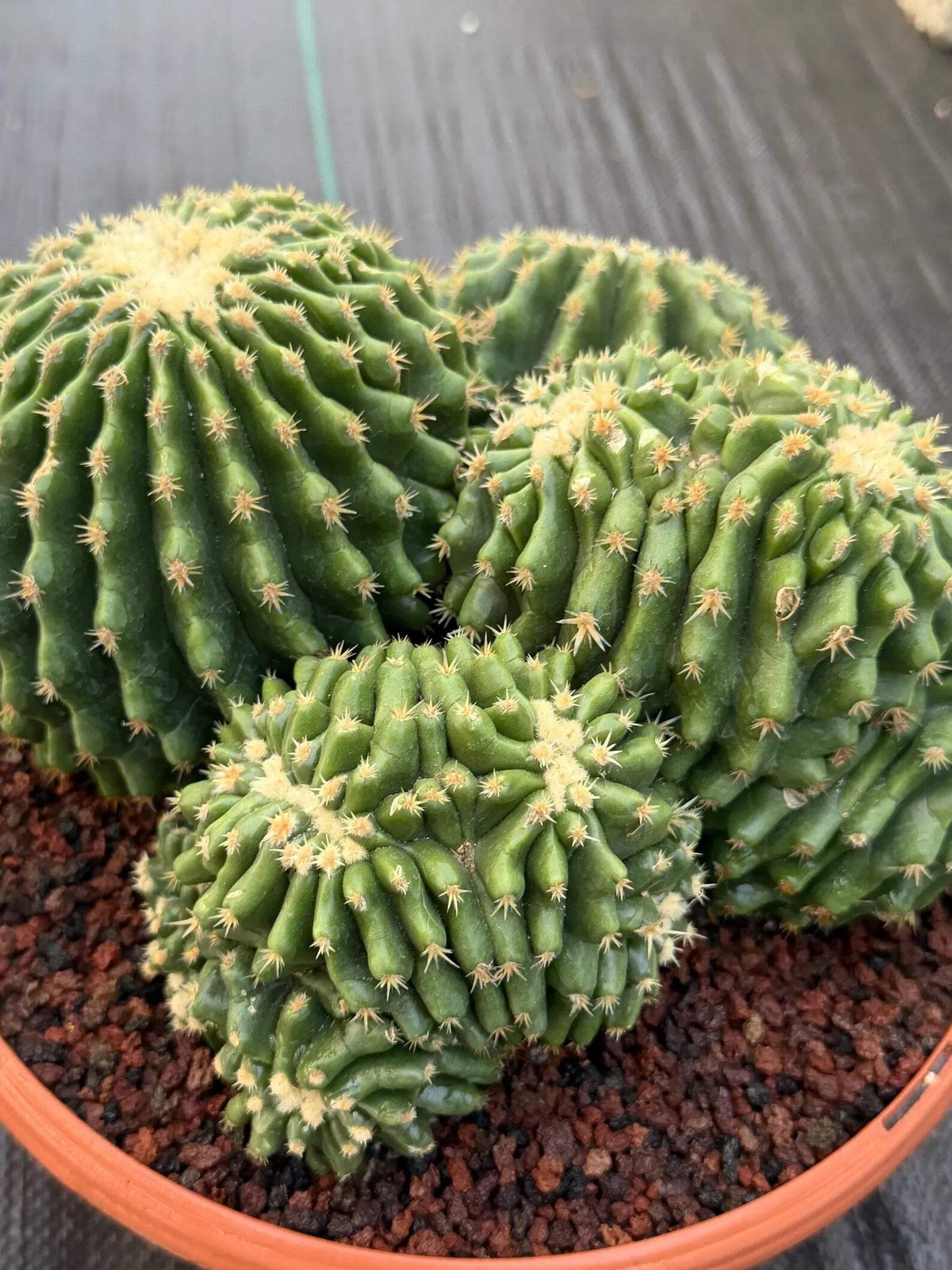 Crested Echinocactus Grusonii Inermis | Rare Short Spine Cluster Live Cactus