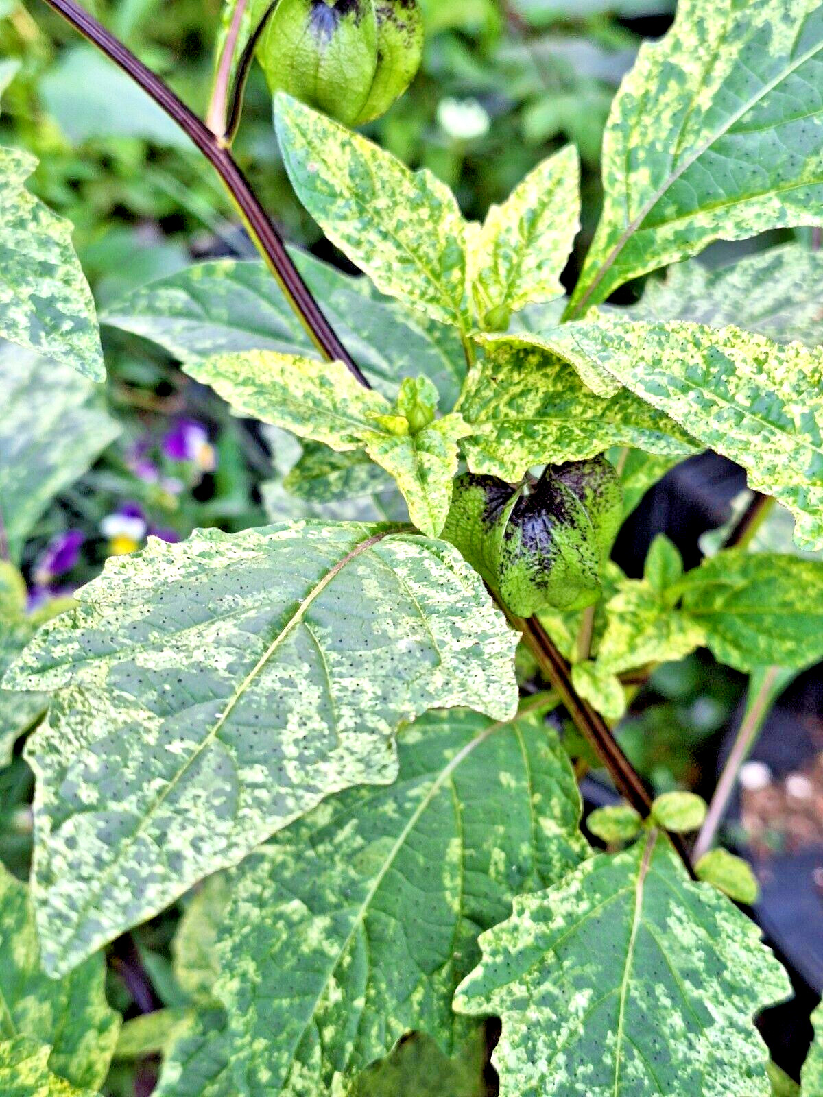 NICANDRA SPLASH OF CREAM 75 SEEDS, SHOO-FLY PLANT, NICANDRA PHSALODES VAR.
