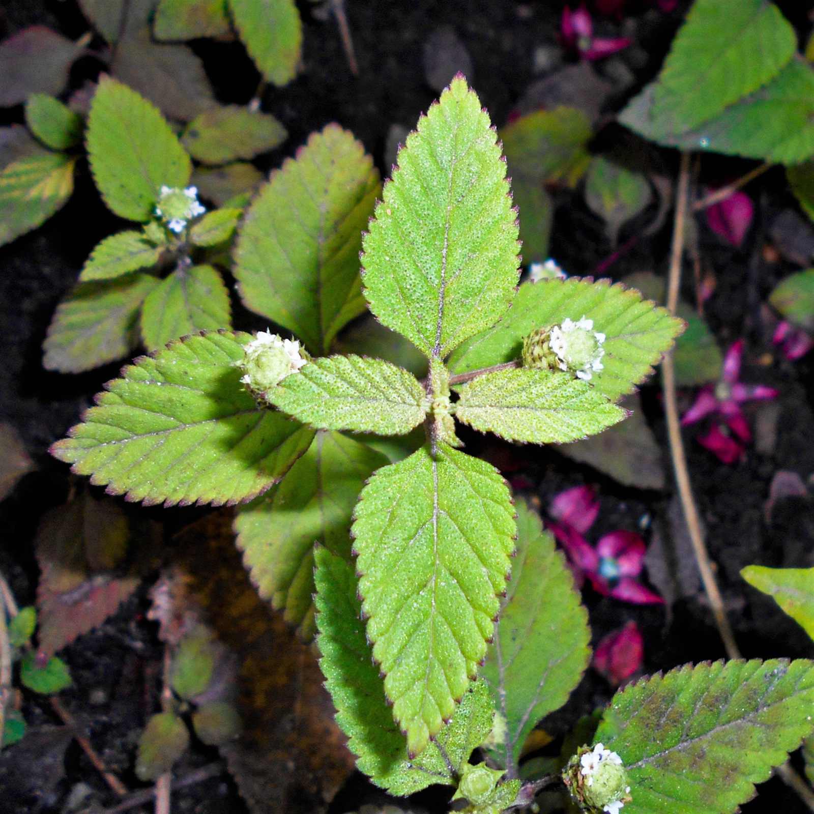 100 AZTEC SWEET HERB Honeyherb Mayan Mint Dulce Buttons Lippia Dulcis Phyla Seed