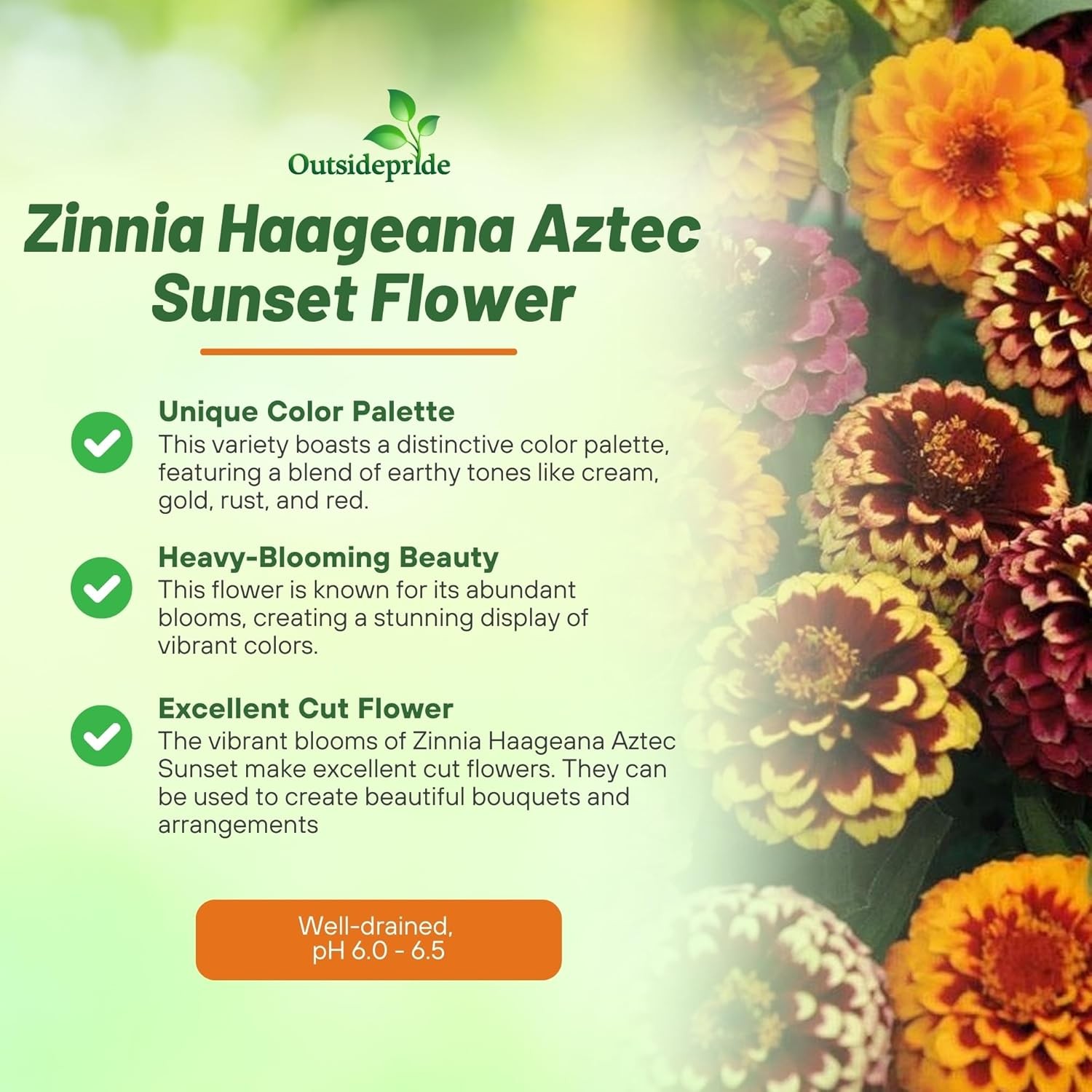 50 Seeds Compact Zinnia Haageana Aztec Sunset Flower Seed Mix For Planting
